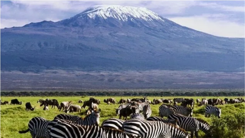 Manada de zebras y al fondo Masai Mara en Kenia