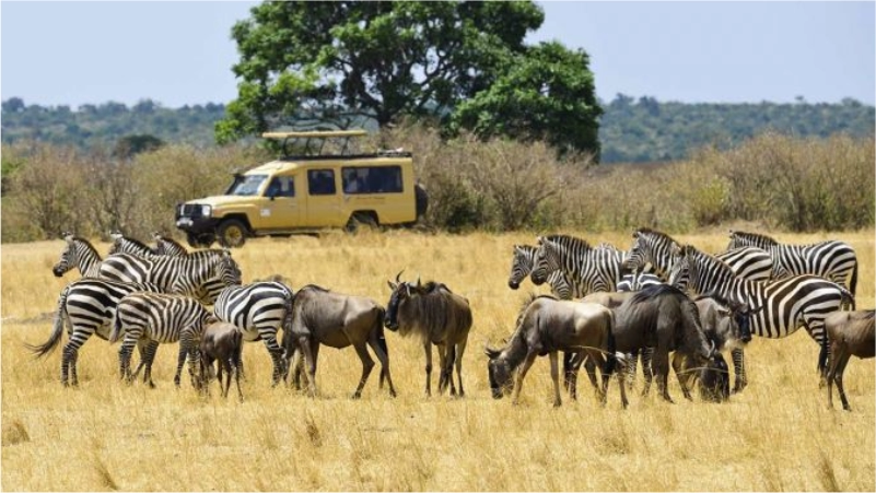 Manada de zebras y nuz en un safari en Sudafrica