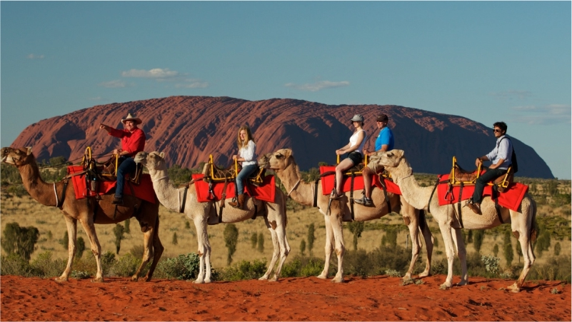 Paseo en camellos en Uluru Australia